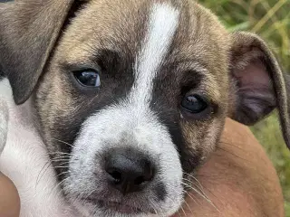Dansk svensk gårdhund 