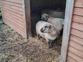 Shropshire ilæmmet gimmer