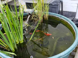 Havedam 1200l plus filter