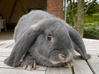 FRANSK VÆDDER HAN BLÅ OTTER