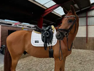 Fin vallak efter donkey boy søger nyt hjem😊