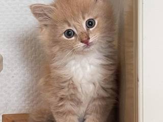 Maine coon killinger uden tavle