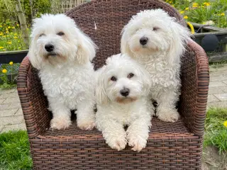 Bomuldshunde hvalpe klar til salg i Januar.