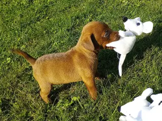 Patterdale Terrier hvalpe 