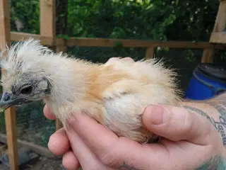 Varmefri kyllinger