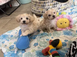 Mini Maltipoo babyer 