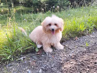 Kærlig  Maltipoo Charlie