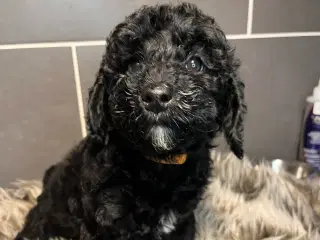 Rejseklar! Skøn lille Labradoodle pige 