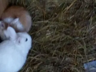 Super søde kanin unger