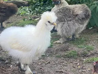 5 Silke og Mille Fleur høns