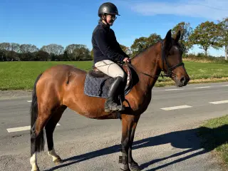 Sød pony