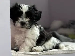 Fin lille Boomer tæve shih tzu/malteser