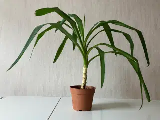 Yucca palme