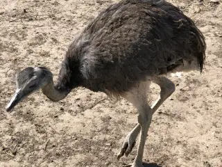 Nandu høne sælges