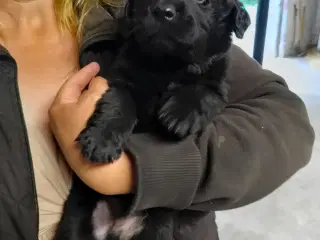 Golden / Labrador hvalpe