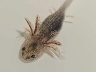 Axolotl unger
