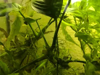 Akvarie planter 
