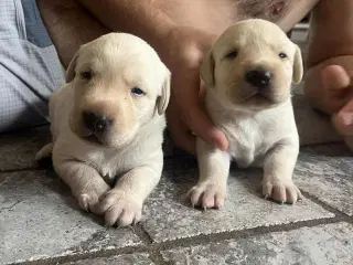 Gule labrador hundehvalpe 30/8