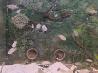 Neolamprologus Multifasciatus