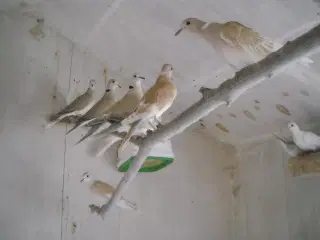 Skoggerduer/Trulleduer