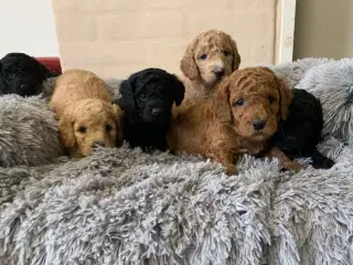 Mini Golden Doodle F1B babyer 