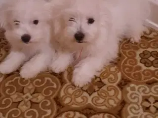 Bichon Havanais