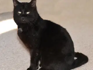 Statslig Britisk Bombay-hankat søger nyt hjem