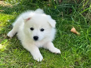 Hunde hvalpe - Japansk spids