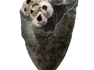Megalodon tand 10,1 cm
