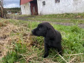 Labrador Retriever hvalpe