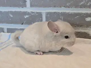 Chinchilla sælges