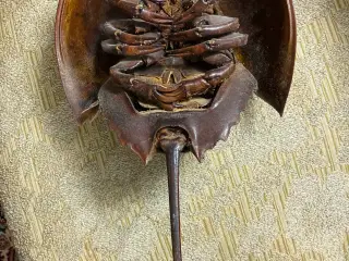 Dolkhale