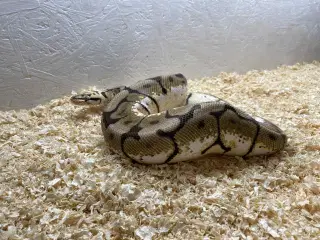 Kongepyton 
