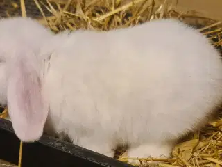 Kaninunger Mini Lop 