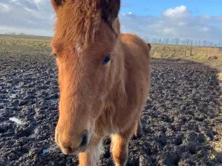 Ponyføl, hingst