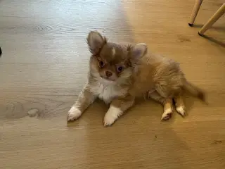 Egon er klar til nyt hjem nu