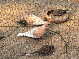 Ringnecked doves (Trylleduer)