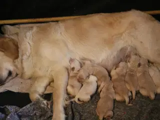Verdens smukkeste Golden Retriever hvalpe