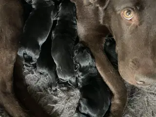Labrador 