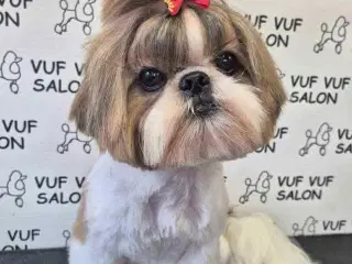 Shih tzu salg