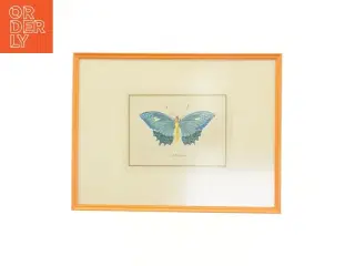 Indrammet sommerfugletryk (str. 35 x 27 cm)