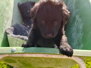 Golden/Labrador blanding hvalpe 