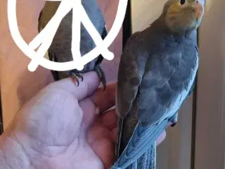 8 nymfeparakitter 