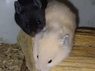 Guldhamster unger