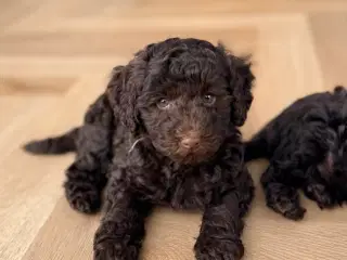 Chokolade brun Havapoo dreng