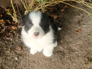 Vidunderlige Border Collie hvalpe