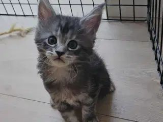 Maine coon med stamtavle