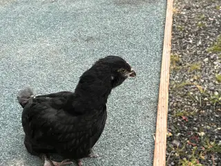 Høns 35dag gammel 
