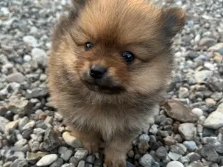 Pomeranian