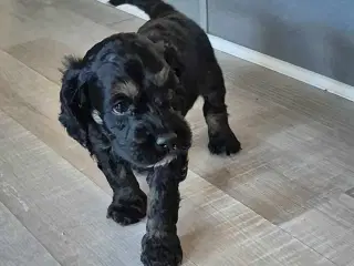 3 smukke Cockerpoo hvalpe 